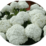 Hydrangea Arbor. Strong Annabelle ® vaso 18