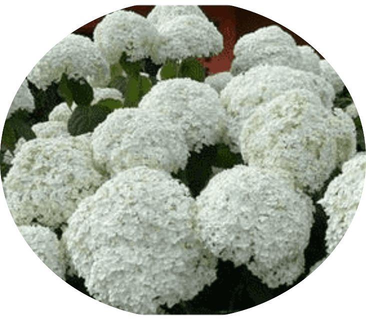 Hydrangea Arbor. Strong Annabelle ® vaso 18