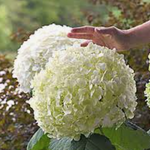 Hydrangea Arbor. Strong Annabelle ® vaso 18