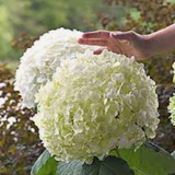 Hydrangea Arbor. Strong Annabelle ® vaso 18