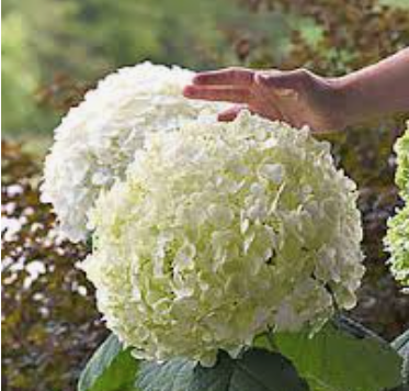 Hydrangea Arbor. Strong Annabelle ® vaso 18