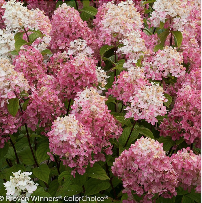 Hydrangea paniculata Fire Light®  vaso18/19