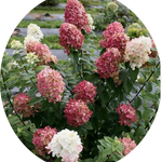 Hydrangea paniculata Fire Light®  vaso18/19