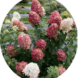 Hydrangea paniculata Fire Light®  vaso18/19