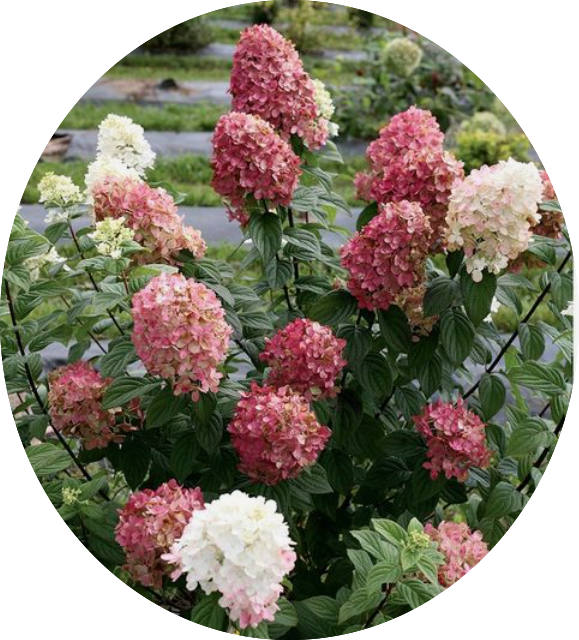 Hydrangea paniculata Fire Light®  vaso18/19
