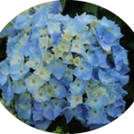 Hydrangea macrophylla Flair & Flavours ® ‘Mint Ice’