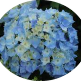 Hydrangea macrophylla Flair & Flavours ® ‘Mint Ice’