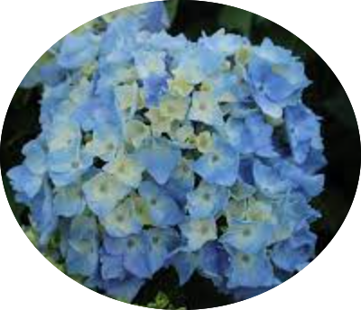 Hydrangea macrophylla Flair & Flavours ® ‘Mint Ice’