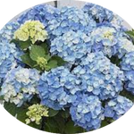 Hydrangea macrophylla Flair & Flavours ® ‘Mint Ice’