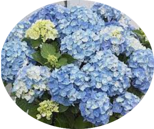 Hydrangea macrophylla Flair & Flavours ® ‘Mint Ice’