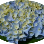 Hydrangea macrophylla Flair & Flavours ® ‘Mint Ice’