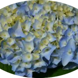 Hydrangea macrophylla Flair & Flavours ® ‘Mint Ice’