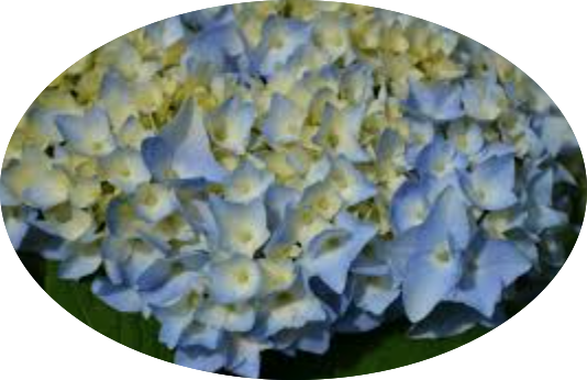 Hydrangea macrophylla Flair & Flavours ® ‘Mint Ice’