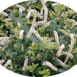 itea virginica scent love ® vaso 3 lt.