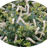itea virginica scent love ® vaso 3 lt.
