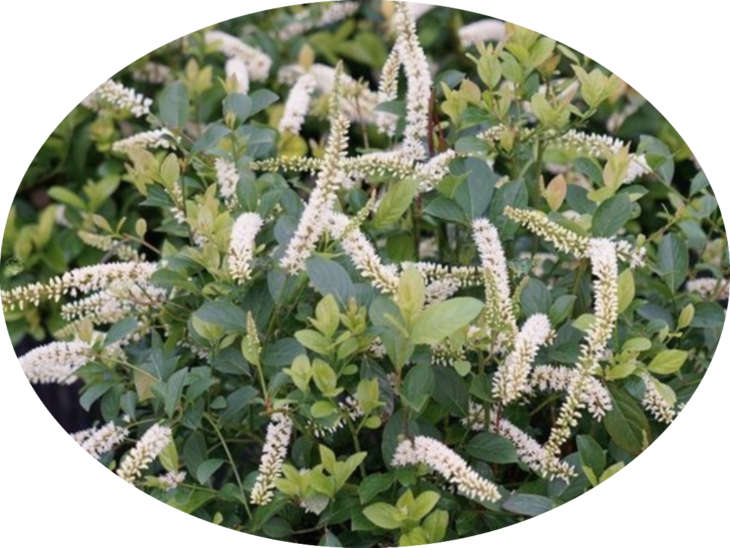 itea virginica scent love ® vaso 3 lt.