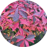 itea virginica scent love ® vaso 3 lt.