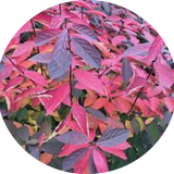 itea virginica scent love ® vaso 3 lt.