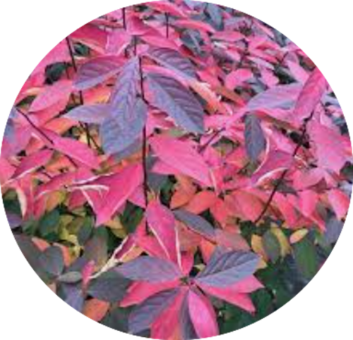 itea virginica scent love ® vaso 3 lt.