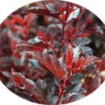 Physocarpus opu Tyny wine (R) vaso 18