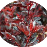 Physocarpus opu Tyny wine (R) vaso 18
