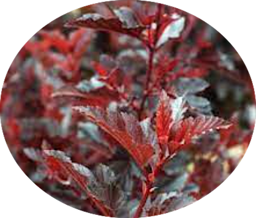 Physocarpus opu Tyny wine (R) vaso 18
