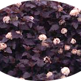 Physocarpus opu Tyny wine (R) vaso 18