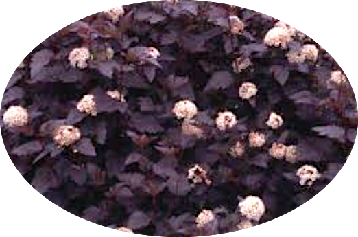 Physocarpus opu Tyny wine (R) vaso 18