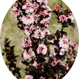 Physocarpus opu Tyny wine (R) vaso 18