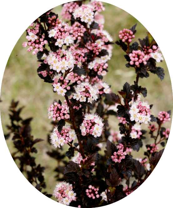 Physocarpus opu Tyny wine (R) vaso 18