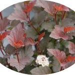 Physocarpus opu Tyny wine (R) vaso 18