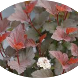 Physocarpus opu Tyny wine (R) vaso 18