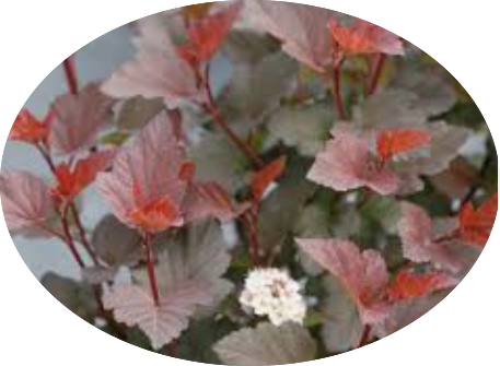 Physocarpus opu Tyny wine (R) vaso 18