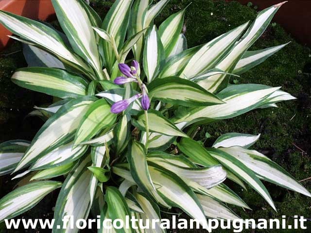 Hosta Calypso
