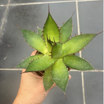 Agave Horrida Cojamulco resistenza -10°