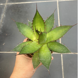 Agave Horrida Cojamulco resistenza -10°