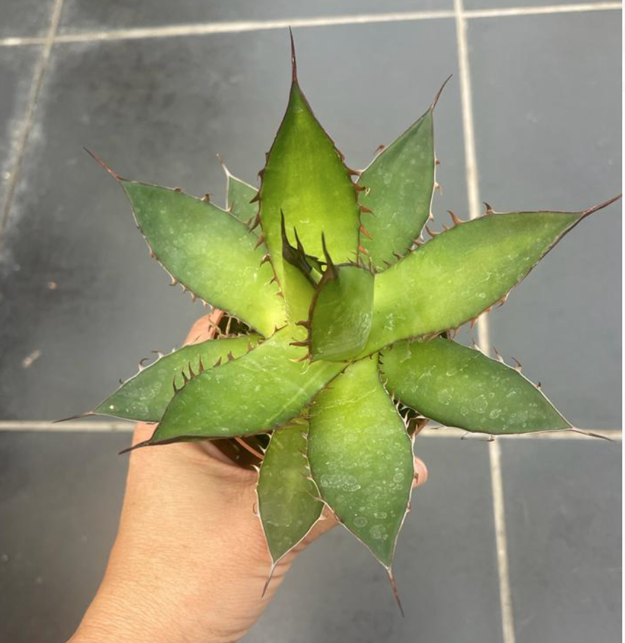 Agave Horrida Cojamulco resistenza -10°