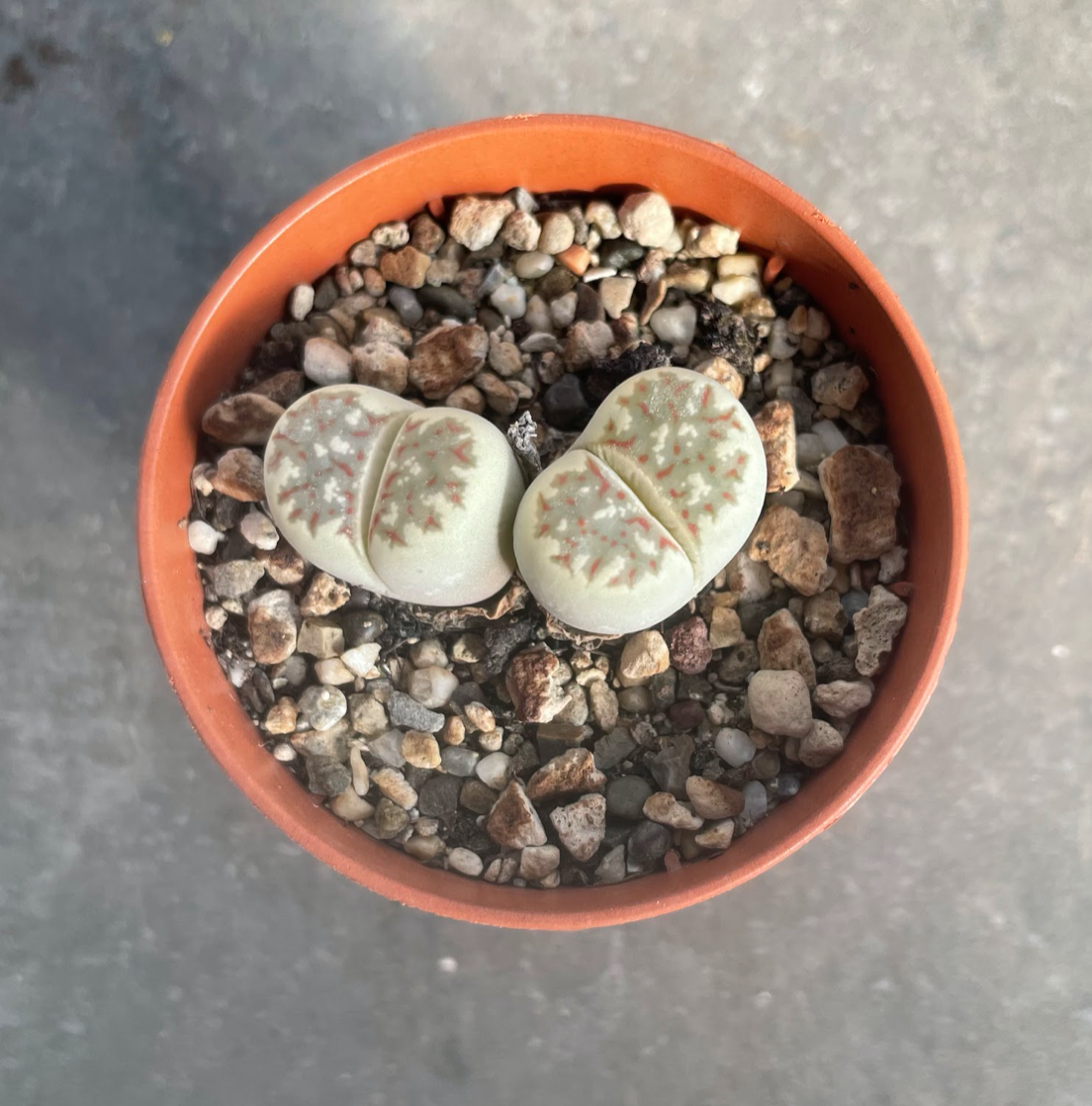 Lithops julii ssp. fulleri c.179