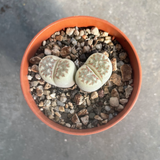 Lithops julii ssp. fulleri c.179