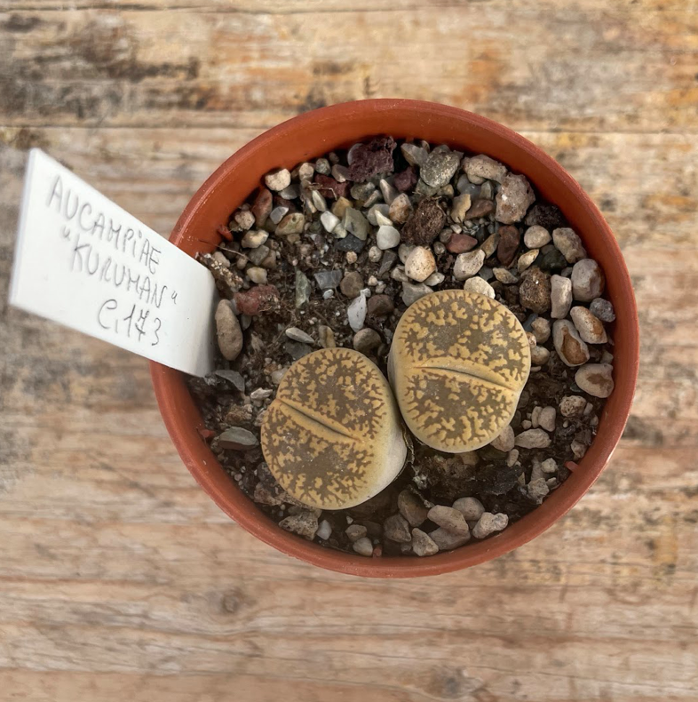 Lithops Aucampiae Kuruman c. 173
