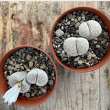 Lithops julii pallid sb. 1344
