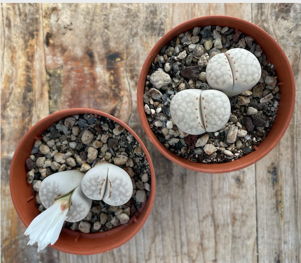 Lithops julii pallid sb. 1344