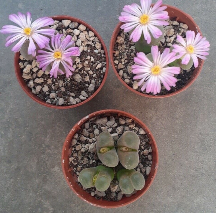 Ophtalmophyllum Triebneri