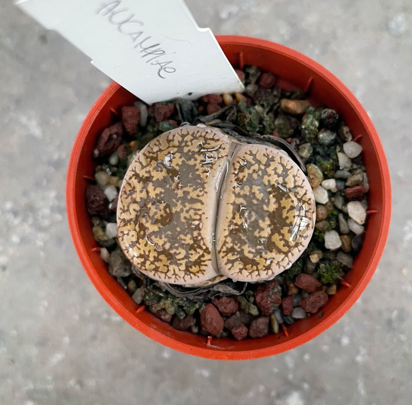 Lithops Aucampiae