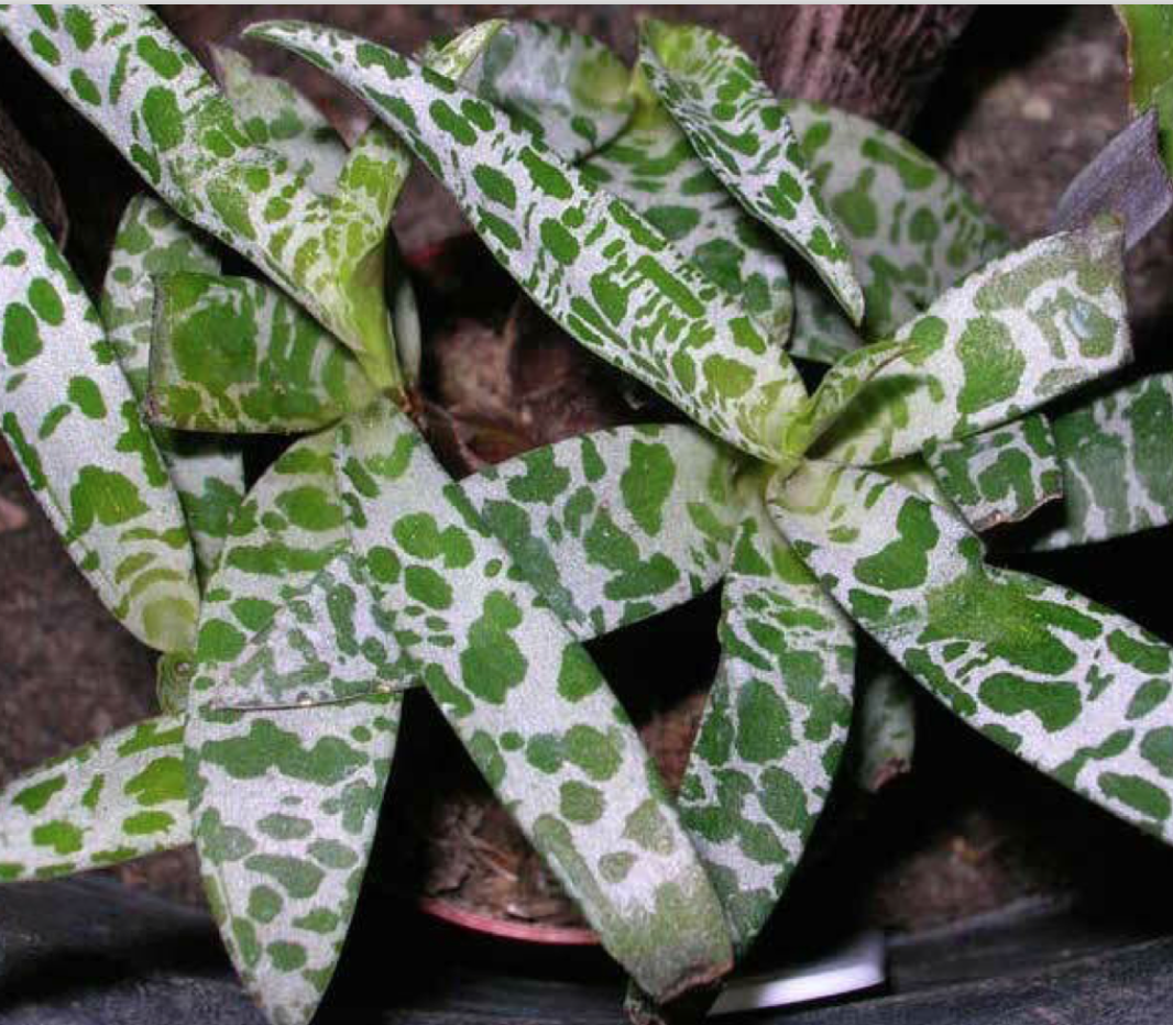 Scilla Ledebouria socialis