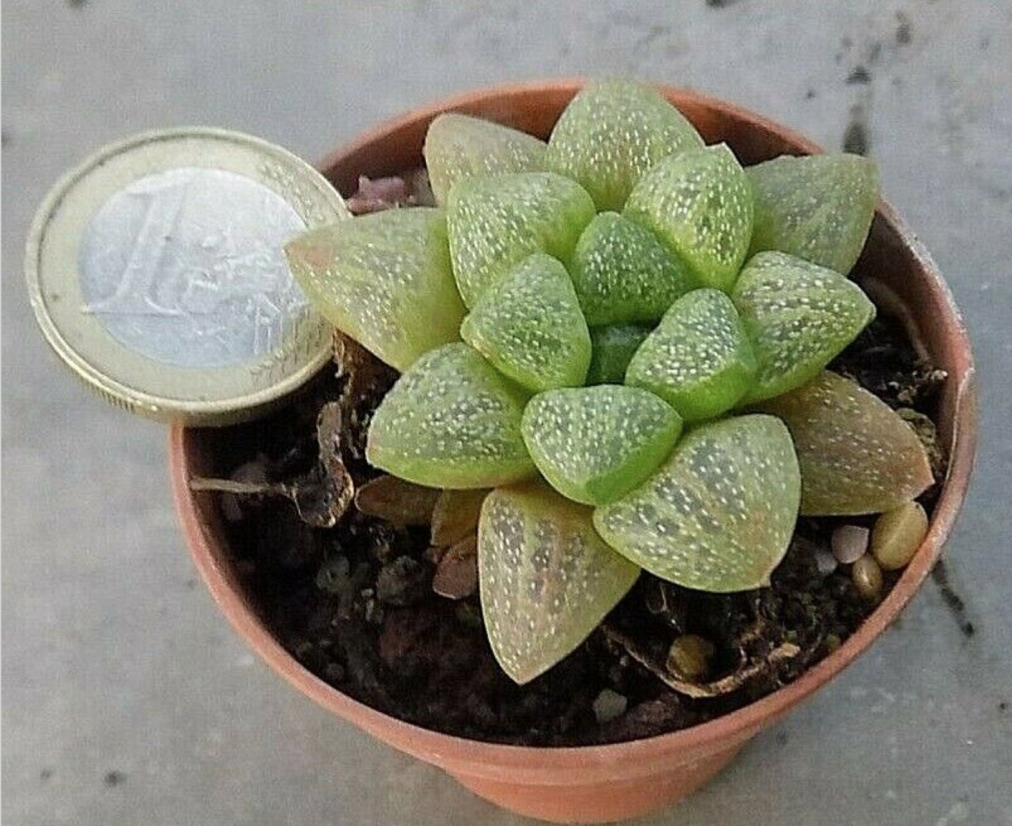 Haworthia Turgida cristallina