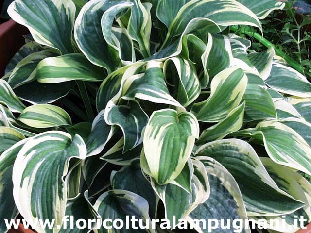 Hosta Mama Mia