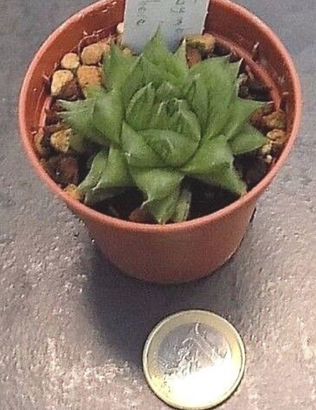 Haworthia Cymbiformis obesa