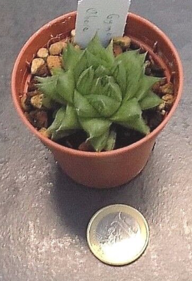 Haworthia Cymbiformis obesa