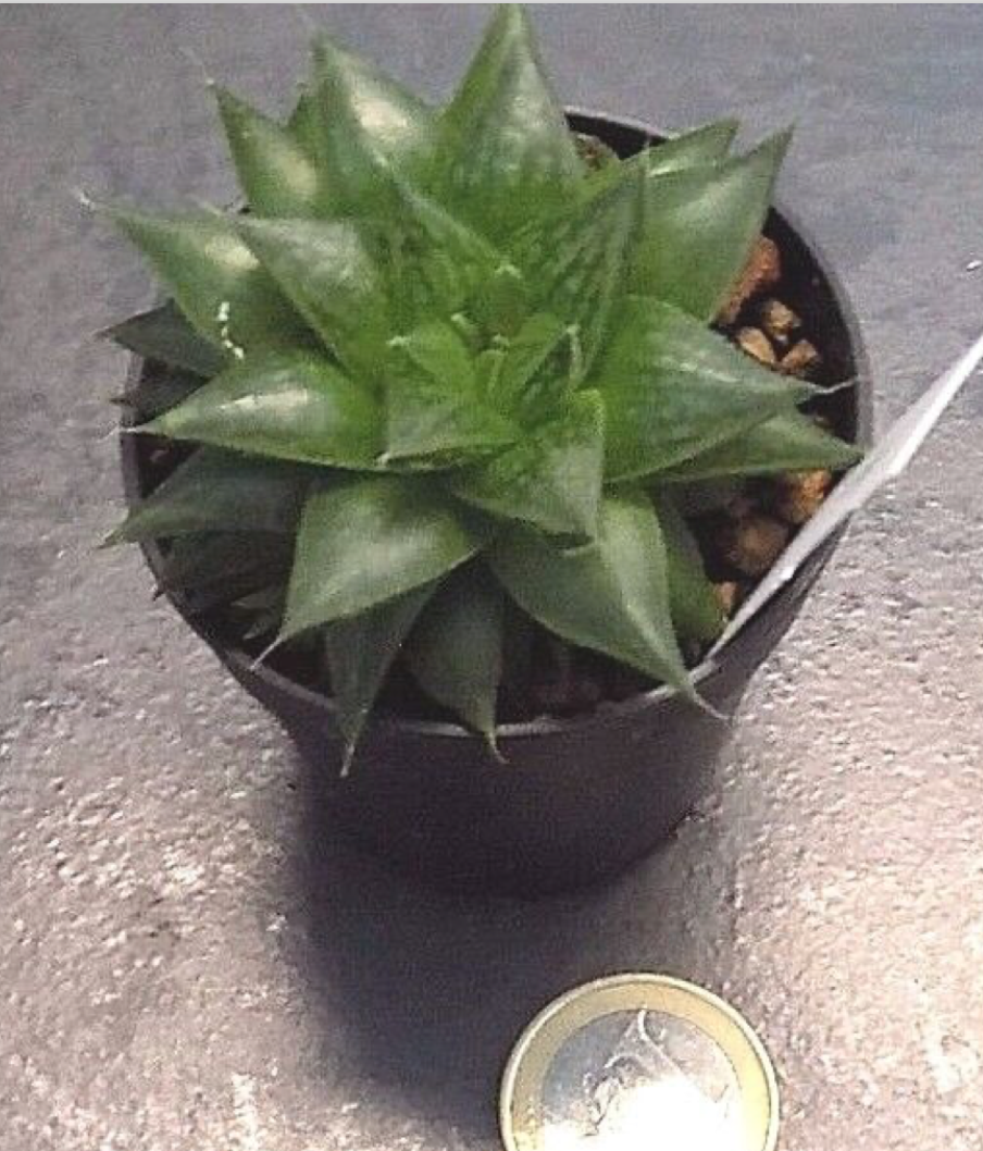 Haworthia Cymbiformis obesa